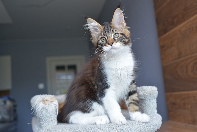 R2  Great Lion - Kitten maine-coon 1 month 3 weeks