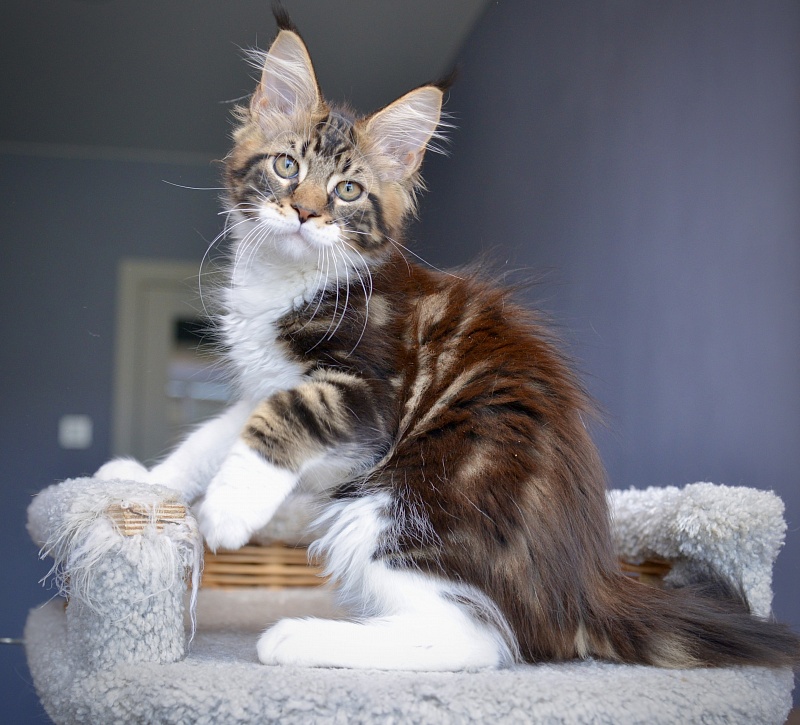 R2  Great Lion - Kitten maine-coon 1 month 3 weeks