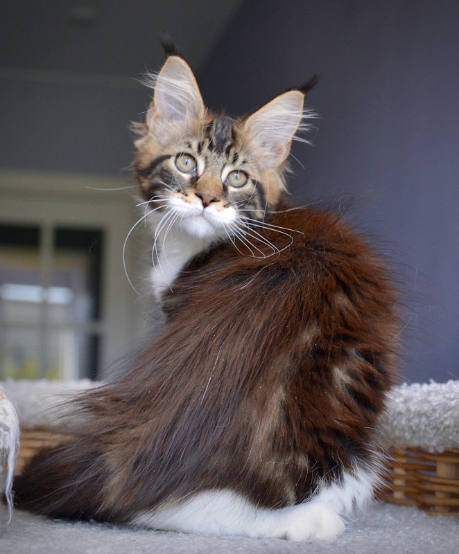 R2  Great Lion - Kitten maine-coon 1 month 3 weeks