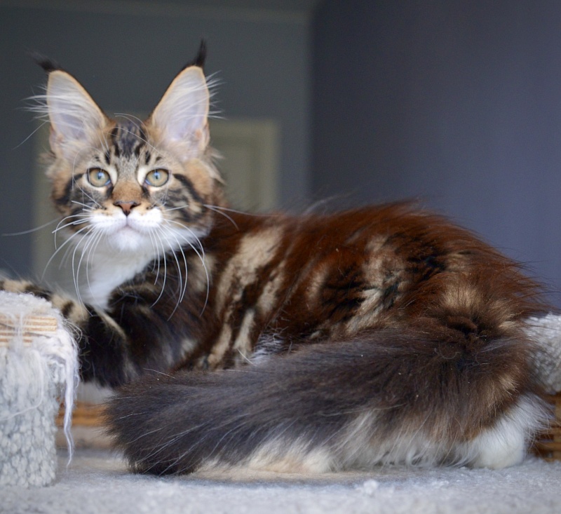 R2  Great Lion - Kitten maine-coon 1 month 3 weeks