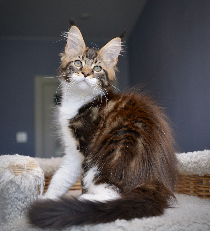 R2  Great Lion - Kitten maine-coon 1 month 3 weeks