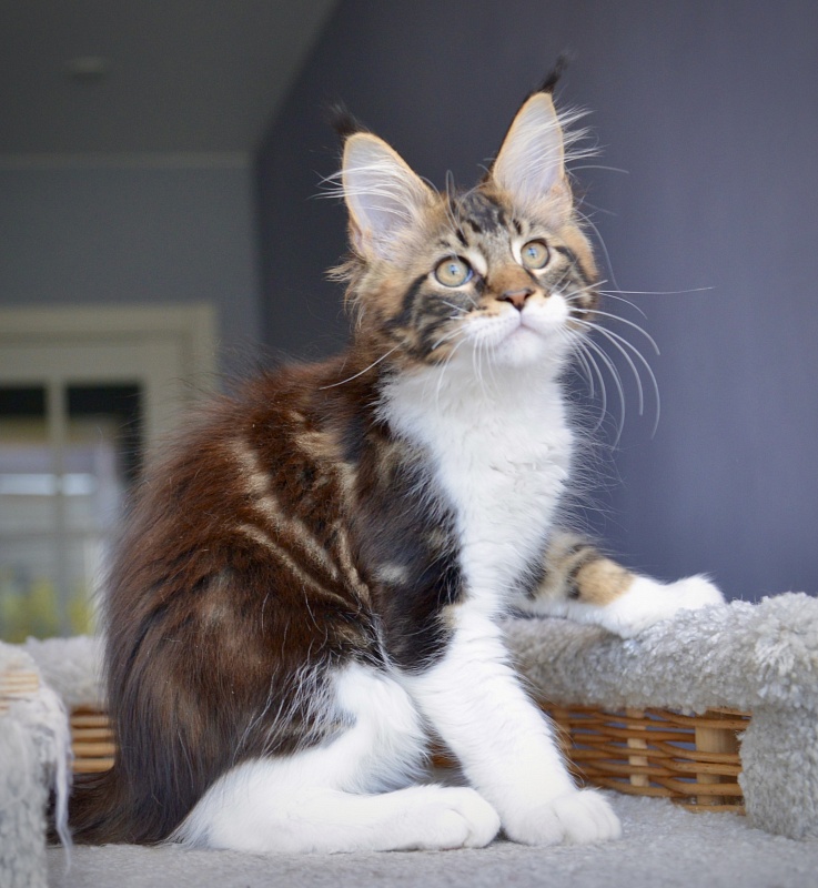 R2  Great Lion - Kitten maine-coon 1 month 3 weeks