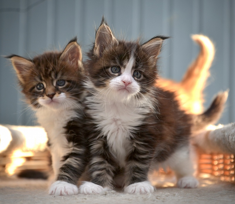 Great LionR3 - Kitten maine-coon