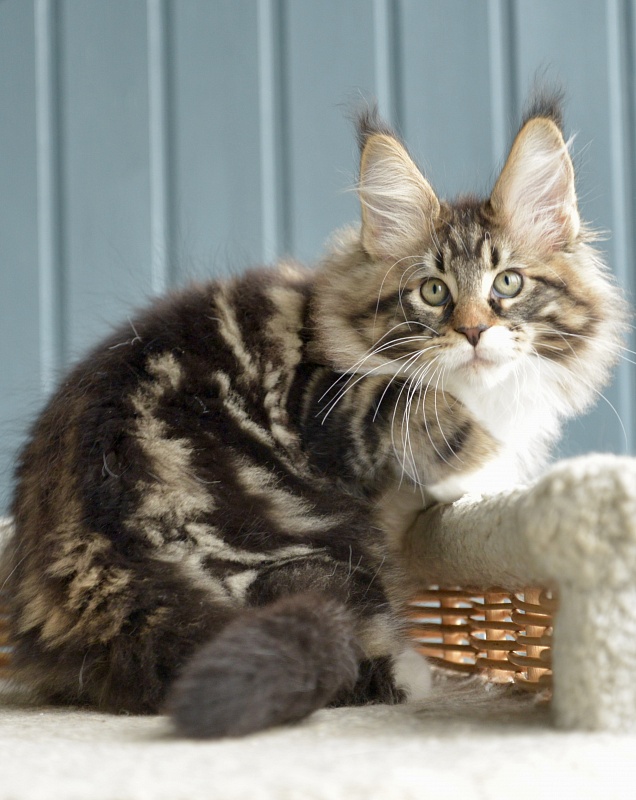 Sargon  Great Lion - Kitten maine-coon 2 months 1.5 week
