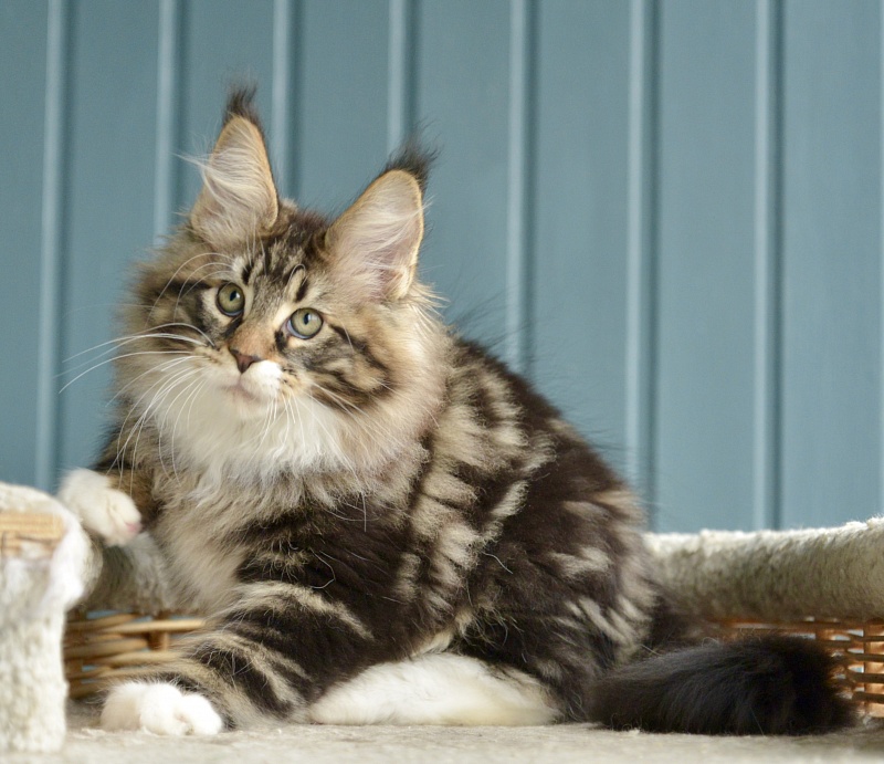Sargon  Great Lion - Kitten maine-coon 2 months 1.5 week