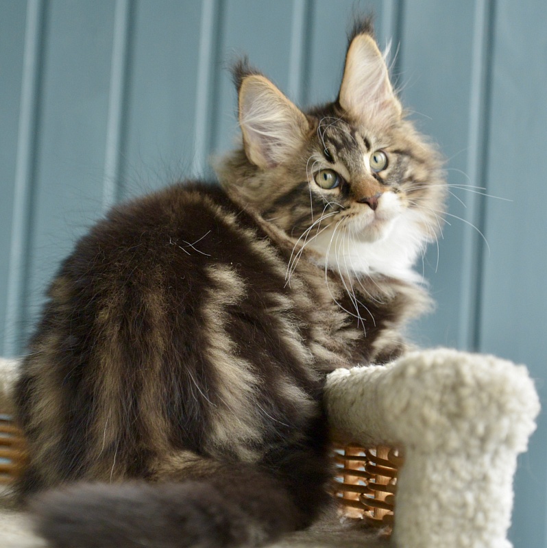 Sargon  Great Lion - Kitten maine-coon 2 months 1.5 week