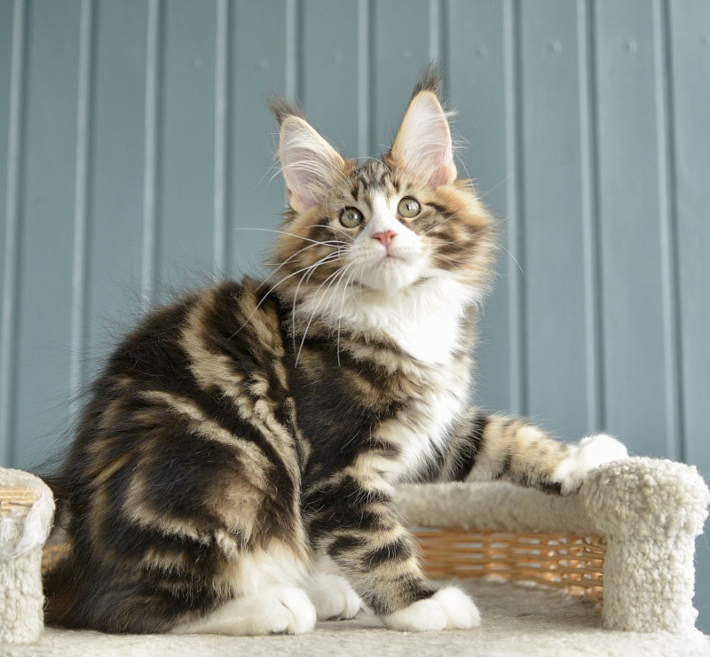 Savitar Great Lion - Kitten maine-coon 2 months 1.5 week