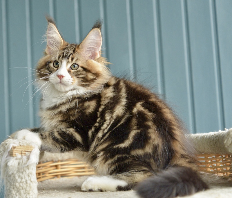 Savitar Great Lion - Kitten maine-coon 2 months 1.5 week