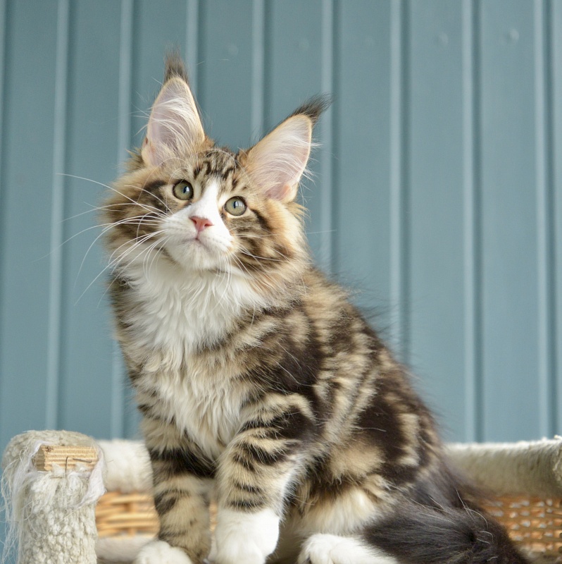 Savitar Great Lion - Kitten maine-coon 2 months 1.5 week