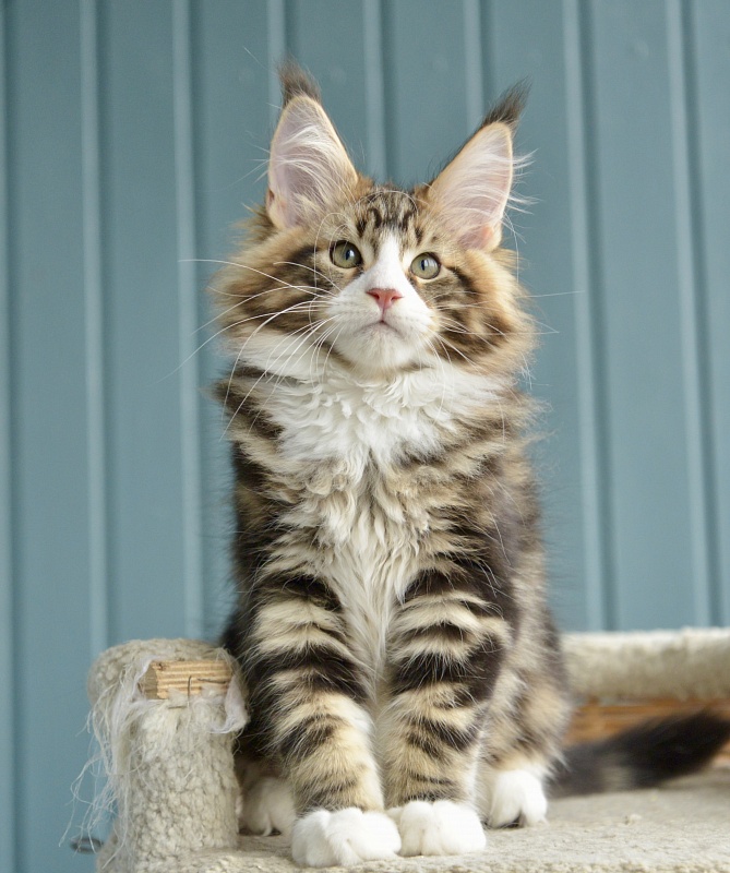 Savitar Great Lion - Kitten maine-coon 2 months 1.5 week