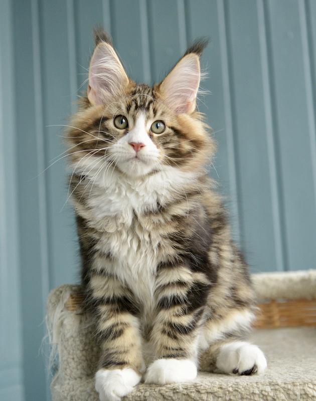 Savitar Great Lion - Kitten maine-coon 2 months 1.5 week