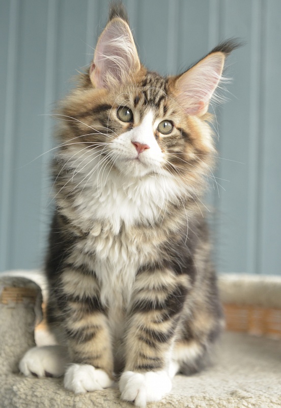 Savitar Great Lion - Kitten maine-coon 2 months 1.5 week