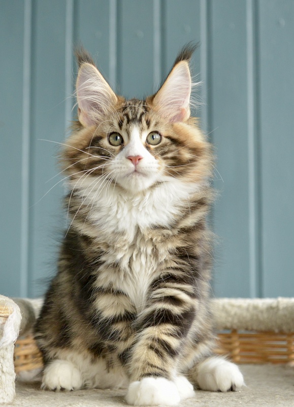 Savitar Great Lion - Kitten maine-coon 2 months 1.5 week