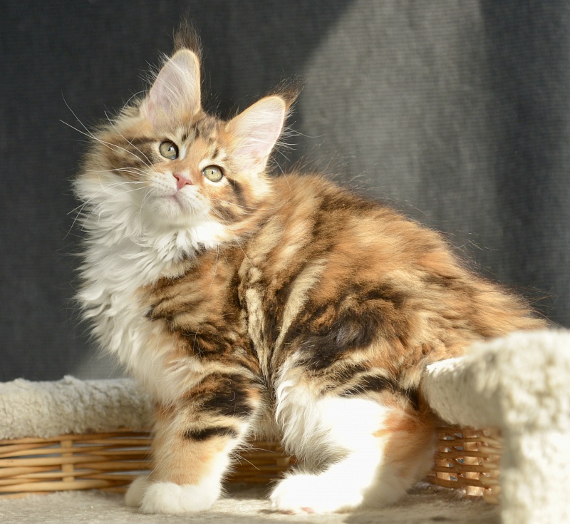 Sonnet  Great Lion - Kitten maine-coon 2.5 months