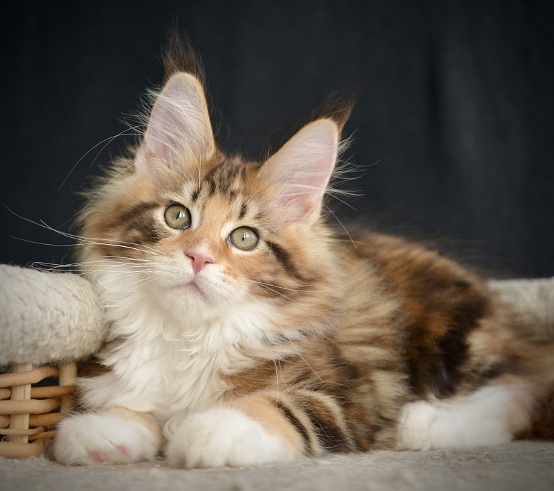 Sonnet  Great Lion - Kitten maine-coon 2.5 months