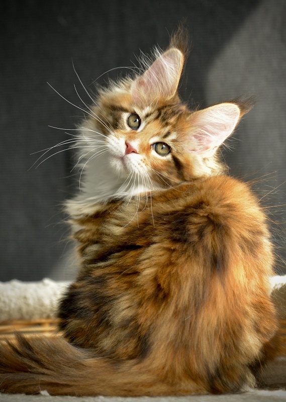 Sonnet  Great Lion - Kitten maine-coon 2.5 months