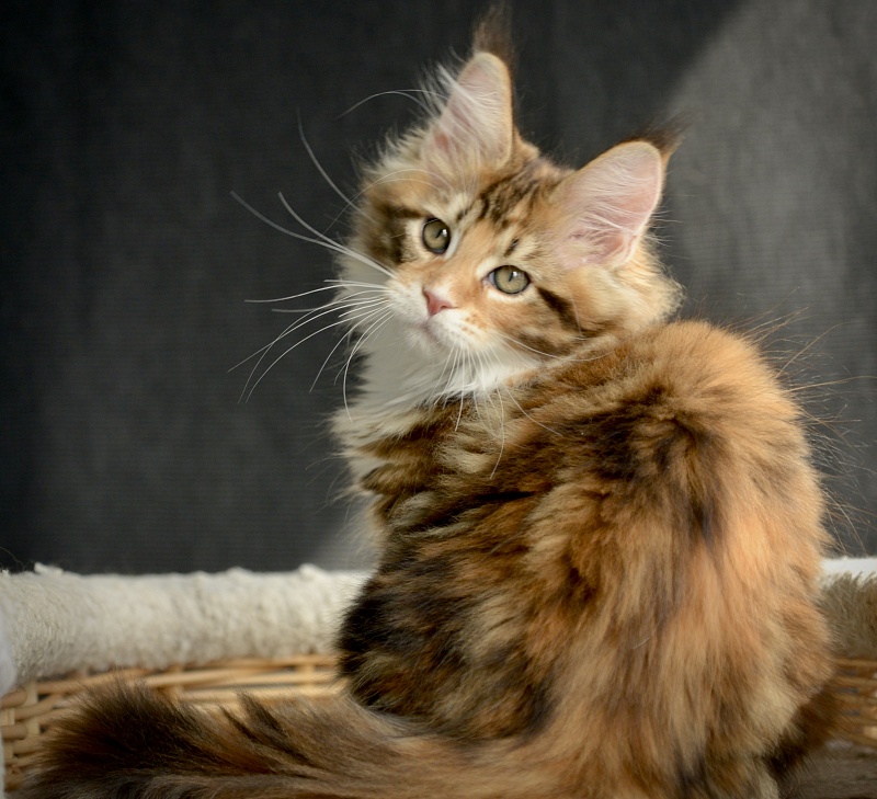 Sonnet  Great Lion - Kitten maine-coon 2.5 months