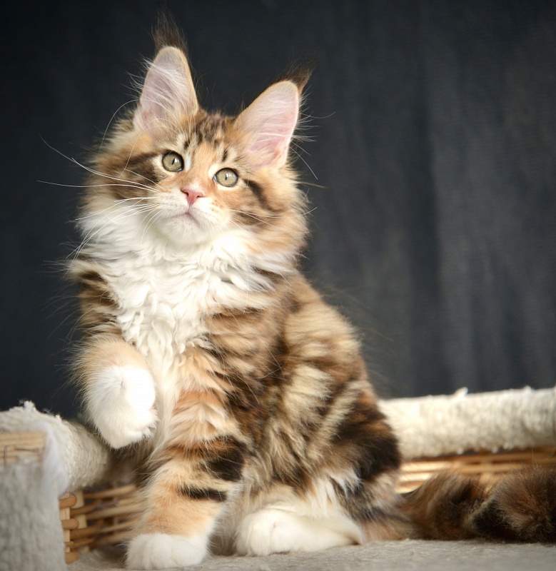 Sonnet  Great Lion - Kitten maine-coon 2.5 months