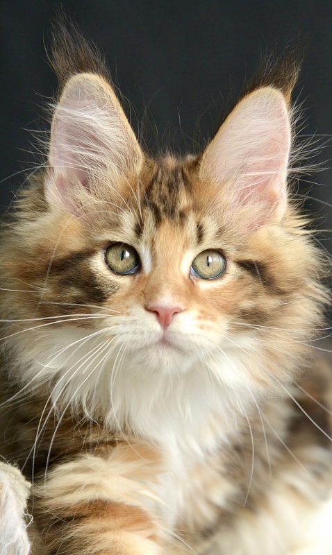 Sonnet  Great Lion - Kitten maine-coon 2.5 months