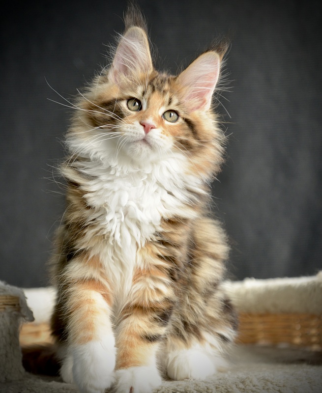 Sonnet  Great Lion - Kitten maine-coon 2.5 months