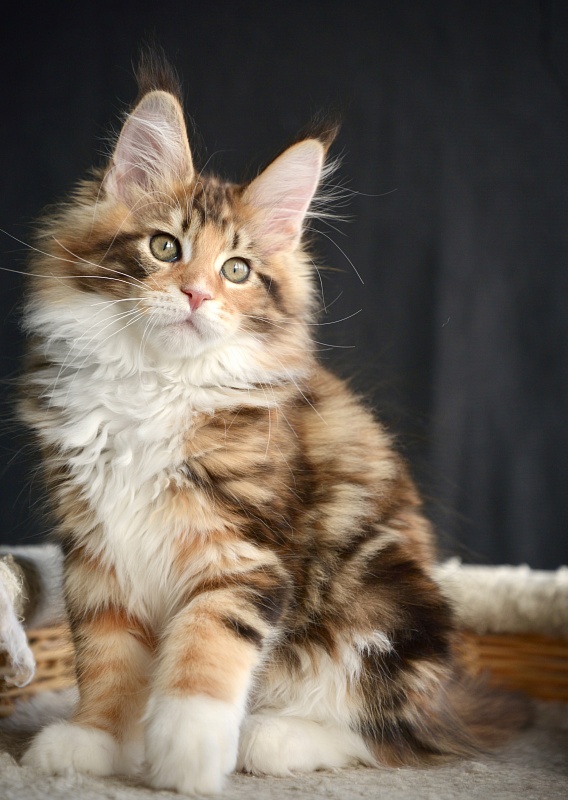 Sonnet  Great Lion - Kitten maine-coon 2.5 months