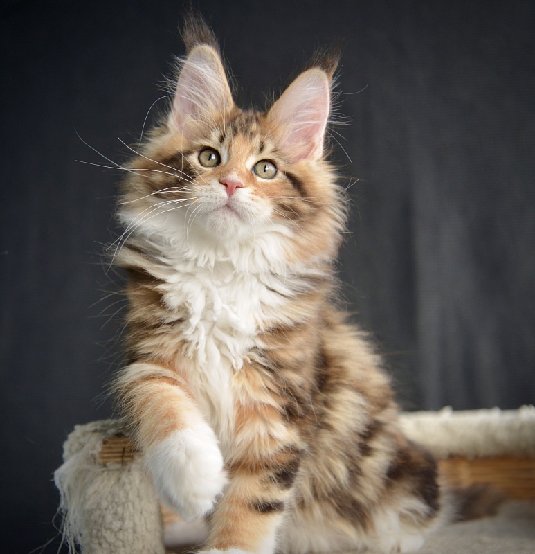 Sonnet  Great Lion - Kitten maine-coon 2.5 months