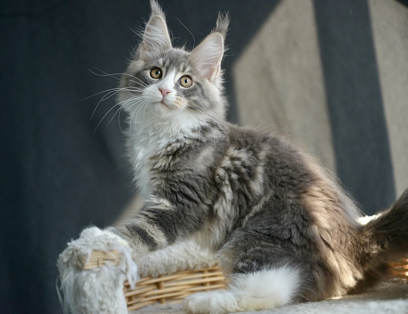 Sapphire Great Lion - Kitten maine-coon 2 months 3 weeks