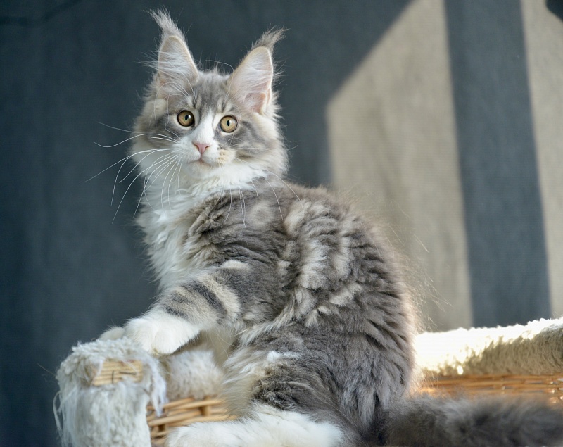 Sapphire Great Lion - Kitten maine-coon 2 months 3 weeks