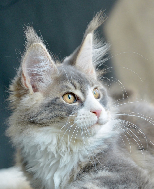 Sapphire Great Lion - Kitten maine-coon 2 months 3 weeks