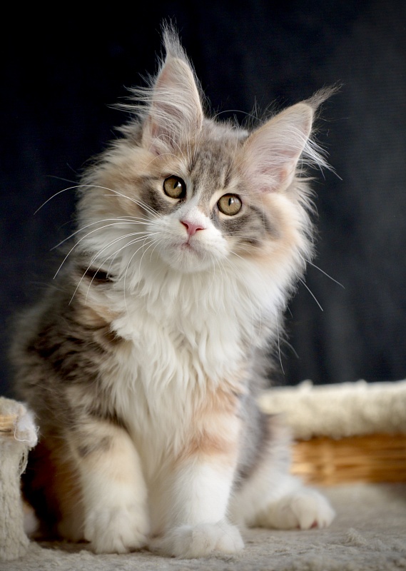 Samsara  Great Lion - Kitten maine-coon 2.5 months