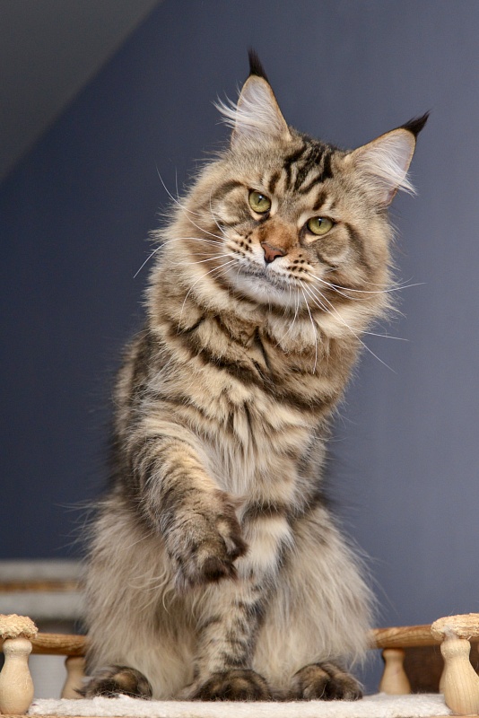 Berlingo’s Riki - Adult maine-coon 1 year 8 months