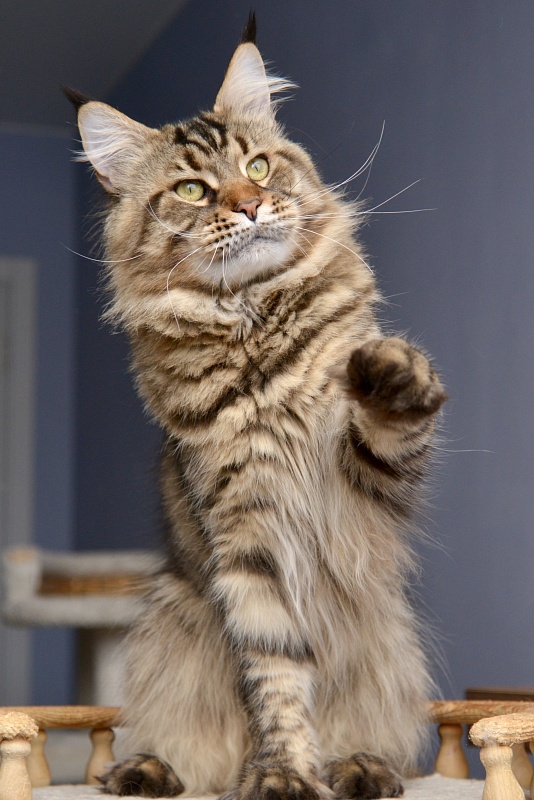 Berlingo’s Riki - Adult maine-coon 1 year 8 months