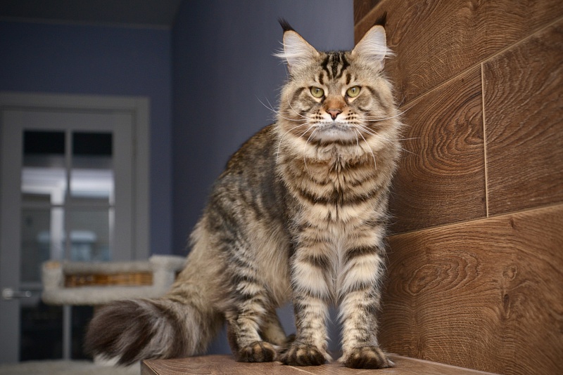 Berlingo’s Riki - Adult maine-coon 1 year 8 months