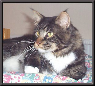 Never Mind's Radio Ga-Ga - maine-coon