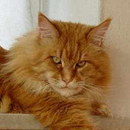 Sebasco's Daker Devito