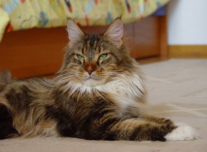 K'Star Winner Alwaro - maine-coon