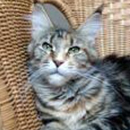 Pillowtalk's Mystic Kaya