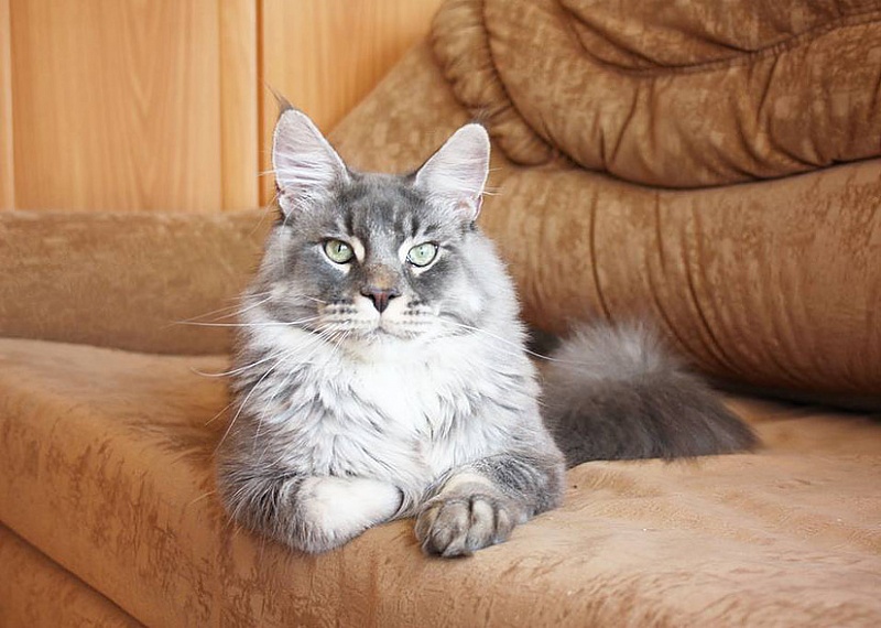 Uncle Sam Olimpian - maine-coon