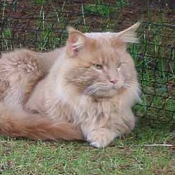 Yankee Cats Elton John of Baydar