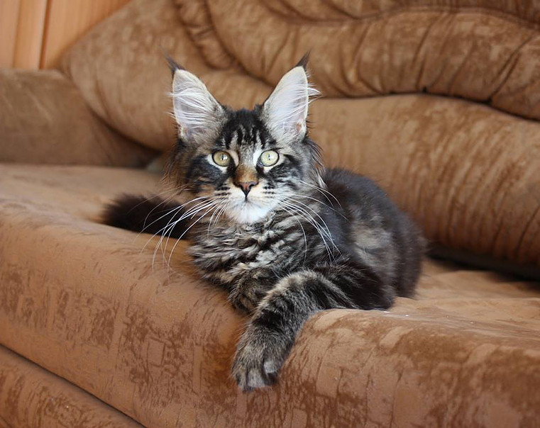 Grandeza Colombiana - maine-coon