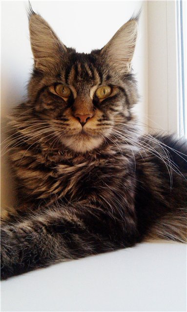 Grandeza Colombiana - maine-coon