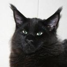 Cool Motion's Amarango