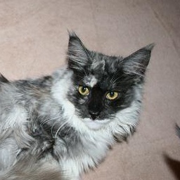 Witchbreeds Purr-Anoia