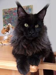 Cool Motion's Angel Sky - maine-coon