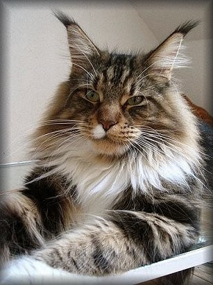 Cool Motion's Chipsy - maine-coon