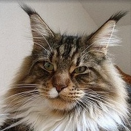 Cool Motion's Chipsy