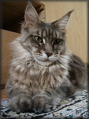 Pillowtalk's Velvet - maine-coon