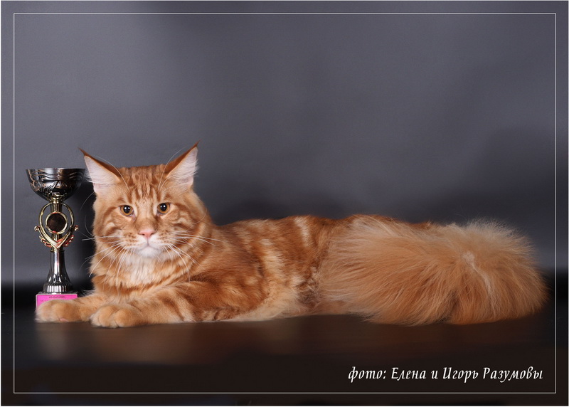 Artur King Sudjuk Kale - Junior maine-coon 9 months 1.5 week