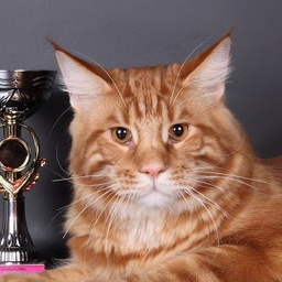 Artur King Sudjuk Kale