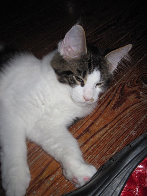 Wistariantale Lucius - maine-coon 09/18/2014